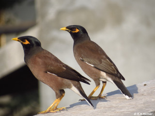 Birds ledge open beaks blurry - a ledge free wallpaper