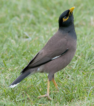 Bird green field yellow beak - lush free wallpaper