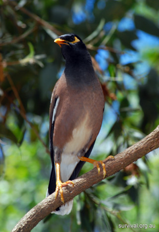 Bird perched branch tree leaves - a branch of a tree free wallpaper