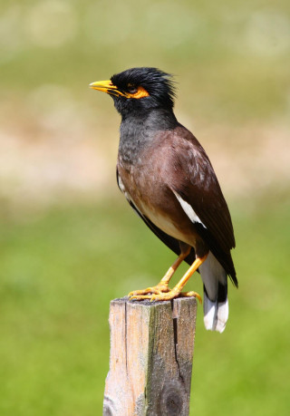 Bird wooden post grass field - a blurry background free wallpaper
