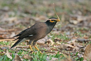 Bird long beak ground stick - its mouth free wallpaper