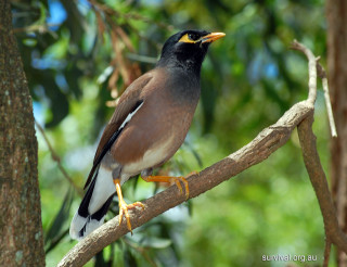 Bird perched branch tree leaves 2 - an illustration free wallpaper
