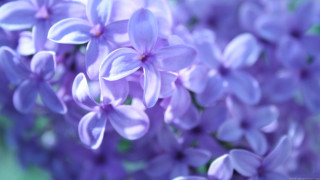 Purple flowers close up green - a close up of a bunch free wallpaper