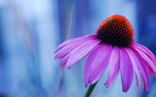 Purple flower red center blurry - a purple flower free wallpaper