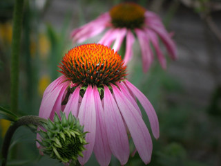 Pink flower bee closeup green - a bee free wallpaper