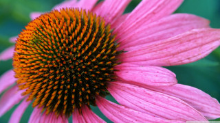 Pink flower yellow center green - betty merken free wallpaper