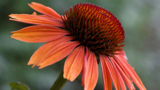 Close up flower blurry background 3 - macro photography free wallpaper