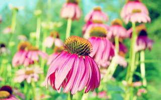 Pink flowers green background blurry 4 - betty merken free wallpaper