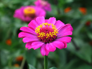 Pink flower yellow stamens garden - betye saar free wallpaper