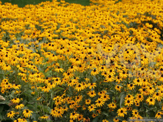 Yellow flowers green field blue - alma thomas free wallpaper