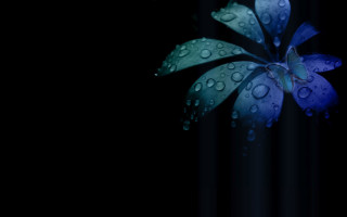 Blue flower water droplets black 3 - vertical stripe free wallpaper