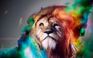 Lion colorful mane black nose - a black nose free wallpaper