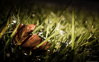 Leaf dew grass green brown - leaf and grass free wallpaper
