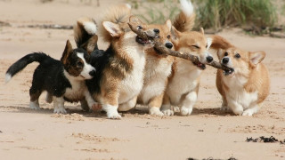 Dogs playing stick sand beach - david teniers iii free wallpaper