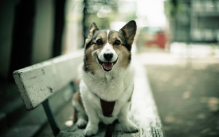 Dog bench park mouth open - chang daichien free wallpaper