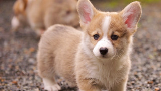 Small dog gravel field leash - a small dog free wallpaper