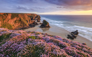 Beach cliff water purple flowers - a cliff and a body of water free wallpaper