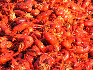 Red craws grass field pile - a pile free wallpaper