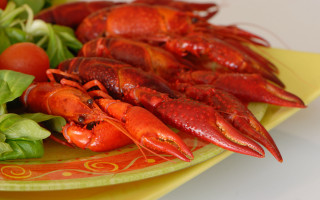 Lobsters greens table yellow plate - a red border free wallpaper