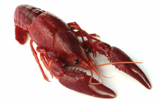 Red lobster white background black - spot free wallpaper