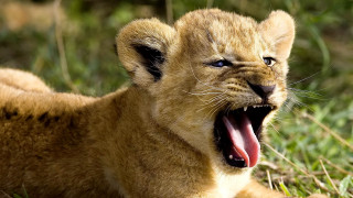 Lion cub yawns grass mouth - its mouth wide open free wallpaper