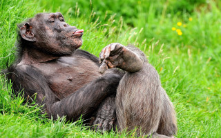 Monkey sitting grass hands back 3 - its chest free wallpaper