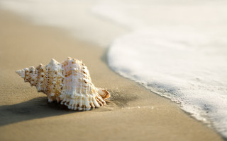 Shell on sand wave beach - beach free wallpaper