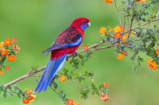 Red blue bird branch orange - vibrant colour free wallpaper