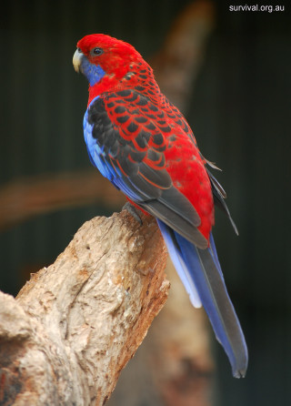 Red blue bird tree branch - bird free wallpaper