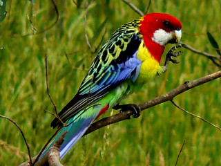 Colorful bird perched branch nature 2 - colour free wallpaper