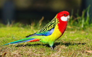 Colorful bird grass field forest - colour free wallpaper