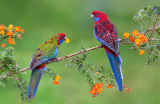 Colorful birds perched branch flowers - the background and a blurry background behind them free wallpaper