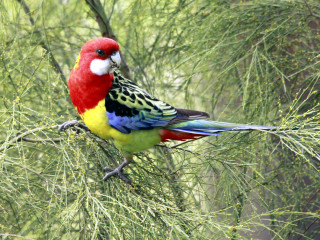 Colorful bird forest leaves branch - elizabeth durack free wallpaper