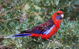 Colorful bird perched tree branch 9 - elizabeth durack free wallpaper