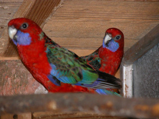 Colorful birds standing on ledge - two colorful bird free wallpaper
