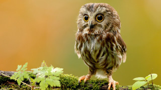 Small owl mossy branch leaves 5 - a small owl free wallpaper