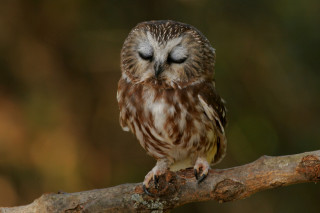 Small owl branch eyes closed - background of trees free wallpaper