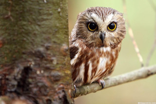 Small owl yellow eyes tree - a blurry background of leaves free wallpaper