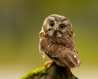 Small owl moss branch big - a blurry background of trees and grass free wallpaper