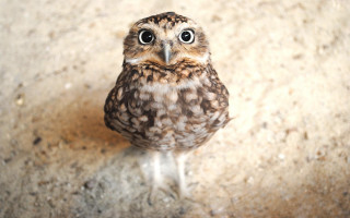 Small owl concrete floor sad - a concrete floor free wallpaper