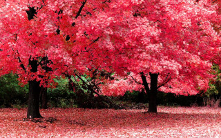 Red tree leaves bench park 5 - the ground and a bench in the middle of the park free wallpaper