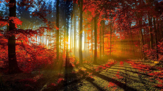 Forest sunlight trees leaves ground 4 - a sun free wallpaper