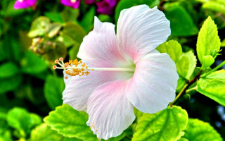 Pink flower green leaves yellow 2 - ella guru free wallpaper