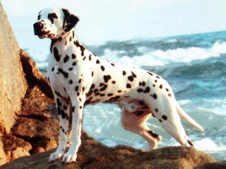 Dalmatian rock ocean waves pointillism - a pointillism painting free wallpaper
