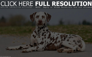 Dalmatian dog laying ground click - modern european ink painting free wallpaper