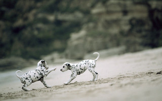 Dalmatian dogs running beach water - a microscopic photo free wallpaper