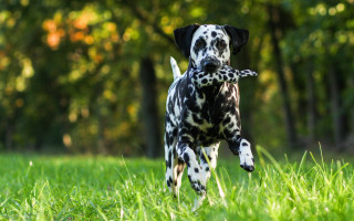 Dog running field frisbee trees - a frisbee free wallpaper