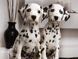 Dalmatian puppies sitting table vase - pointillism free wallpaper