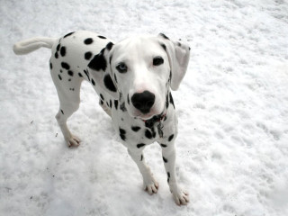 Dalmatian dog snow sad look - pointillism free wallpaper
