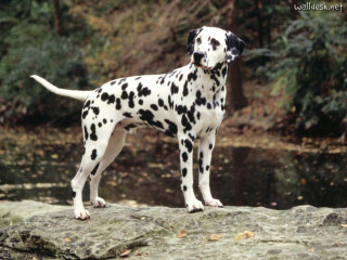 Dalmatian dog rock water trees - a reflection of the water free wallpaper